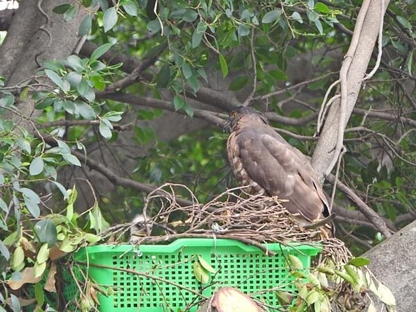 鳳頭蒼鷹親鳥已回巢哺育幼鳥。圖/高雄市野鳥學會提供