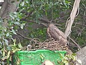 鳥爸媽不憂鬱了！鳳頭蒼鷹幼雛歸巢　新家變「塑膠菜籃」