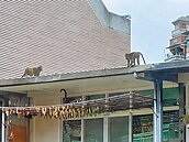 猴群闖奇岩社區　居民控開發過度