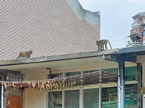 台北市北投區奇岩社區近期屢遭獼猴闖入,不僅多次敲擊民宅門窗,甚至順手牽羊偷走陽台菜脯,搞得當地民眾不堪其擾,質疑是因丹鳳山過度開發,破壞野生動物棲地所致。(台北市議員陳建銘提供/黃婉婷台北傳真)