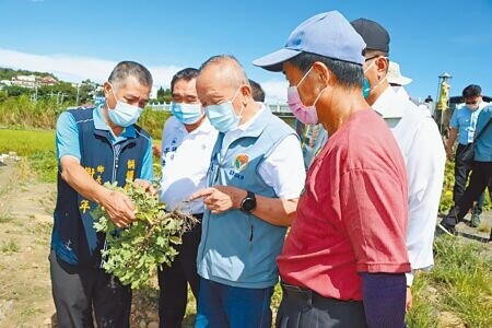 苗栗杭菊災損嚴重，全縣4成受損、災損金額達316萬元，縣長徐耀昌6日前往銅鑼鄉勘災，農友向他說明災損情況。（李京昇攝）