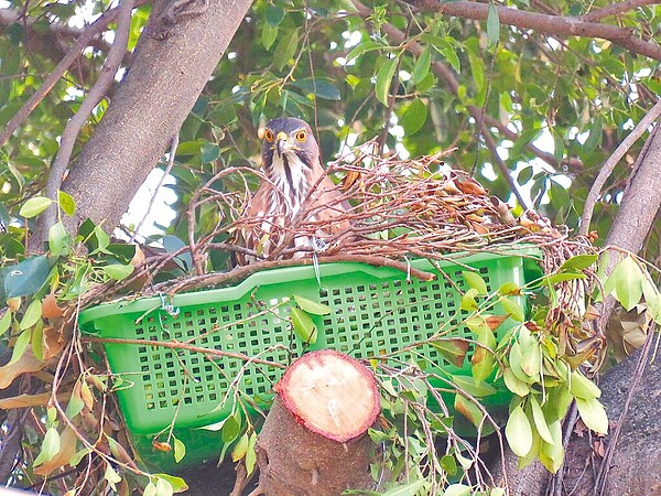 菜籃鳳頭蒼鷹母鳥回新家坐巢。（高雄市野鳥協會提供／林雅惠高雄傳真）