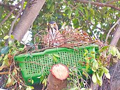 等鳳頭蒼鷹寶寶長大　高市調整古蹟修復工序