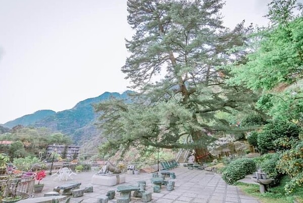 知名地標「五葉松神木」有千年歷史,昨早驚傳倒塌,壓到一旁的飯店住房。圖擷取自谷關神木谷假期大飯店臉書專頁。