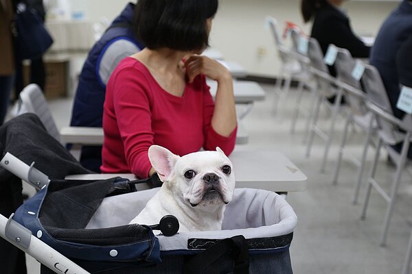 台北市2016年率全國之先設立「寵物安養機構」，但如今僅有17家，新北是卻有136家，是北市的8倍。圖／北市動保處提供