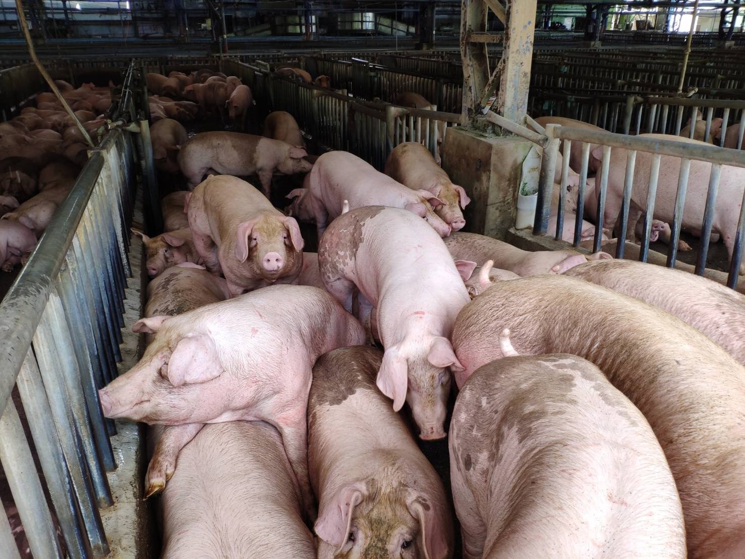 家戶廚餘禁止進入養豬場暫時喊卡,農委會擬成立四大共同蒸煮中心。本報資料照片