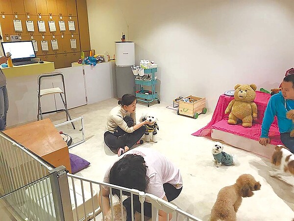 台北市2016年率全國之先,輔導業者設立「寵物安養機構」,但市議員吳沛憶發現,北市寵物長照機構數量被新北市大幅超車。(台北市動保處提供/游念育台北傳真)