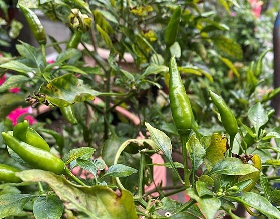 黃展輝平時喜歡務農,成功打造全台唯一咖啡公園。圖/鄭曉雯攝