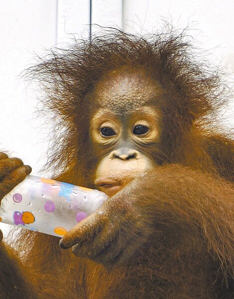 「妞莉」是由保育員24小時人工哺育一手拉拔長大,前往新加坡動物園借展合作,與來自香港的雄性個體「Wan Wan」配對。圖/台北市立動物園提供