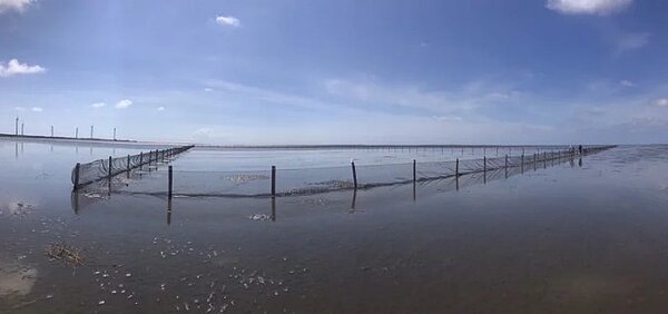 台中高美濕地貝類資源不足,農業局於永續利用區,畫設2公頃二枚貝復育區。圖/台中市政府提供