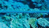 綠島珊瑚礁遭破壞　施工廠商挨罰