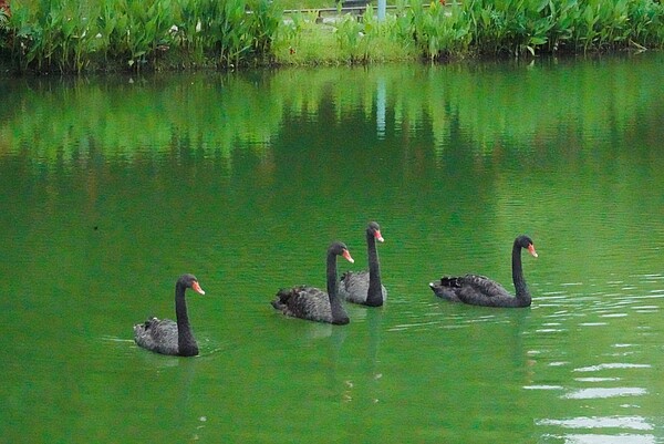 秋紅谷景觀生態公園迎來2對優美的黑天鵝。圖／台中市政府提供