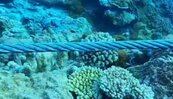 投消波塊惹禍…綠島珊瑚礁受損　廠商罰3萬