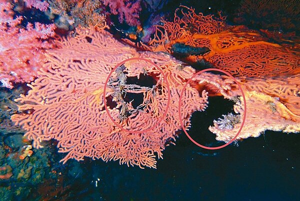 海科館發現潮境保育區長度1公尺多的大海扇珊瑚,出現破洞及斷枝(圈起處),疑遭人為破壞。圖/海科館提供