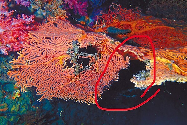 基隆市潮境海灣的海扇及珊瑚遭潛客破壞,讓保育人士既生氣又痛心。圖/海科館提供