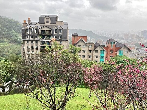 政大里宛如小歐洲的櫻花美景。圖／擷取自我愛政大里Facebook粉絲專頁
