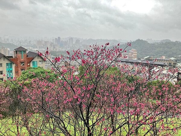 盛開的櫻花是劉里長非常推薦的政大里景觀。圖／擷取自我愛政大里Facebook粉絲專頁
