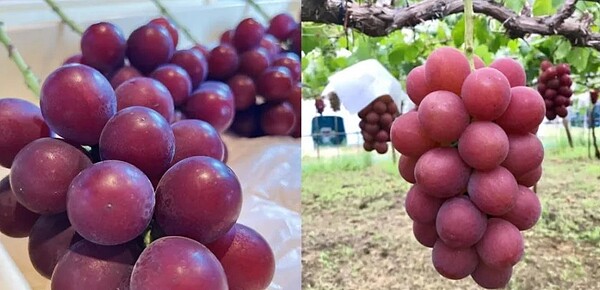 「浪漫紅寶石」一串要價32萬台幣。圖/翻攝自推特@ja_kanazawa、RUBY ROMAN官網