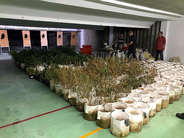 醫生世家第二代在花蓮經營大麻農場，日前被警方查獲，起出四百多株大麻，成品十七公斤，市值破億元。聯合報記者王長鼎／翻攝