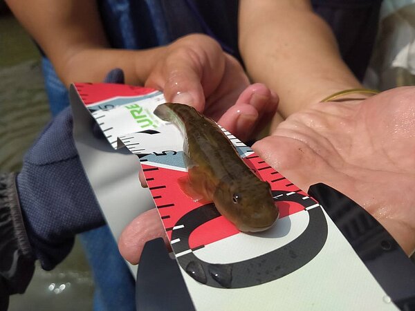 新北農業局委由「新北市淡水休閒農業協會」協助清理公司田溪裡的垃圾魚,志工在過程中竟意外發現2隻珍貴魚種「日本禿頭鯊」。圖/張元宏提供