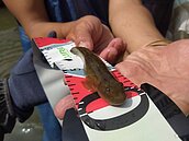 消失60年！生態復育再現蹤　淡水公司田溪見日本禿頭鯊