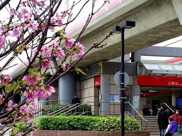 石牌捷運站邊，櫻花綻放。圖／易小滿攝