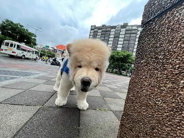 照顧毛小孩健康，全里有共識。圖／易小滿攝