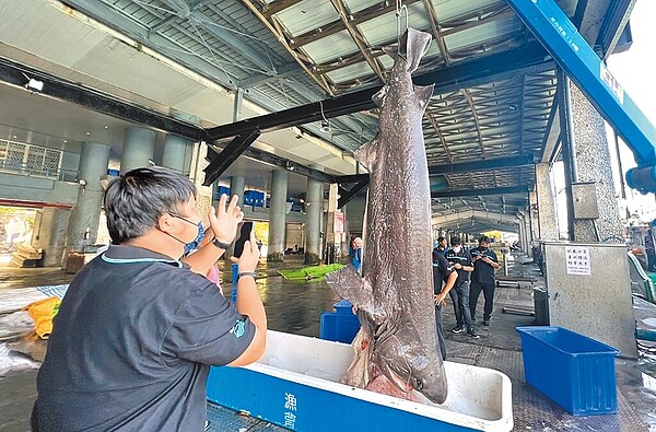 台東縣新港漁民捕獲「灰六鰓鯊」，長近4米、重達570公斤，碩大體型相當罕見，被認為是世界上最古老的鯊魚。（民眾提供／莊哲權台東傳真）