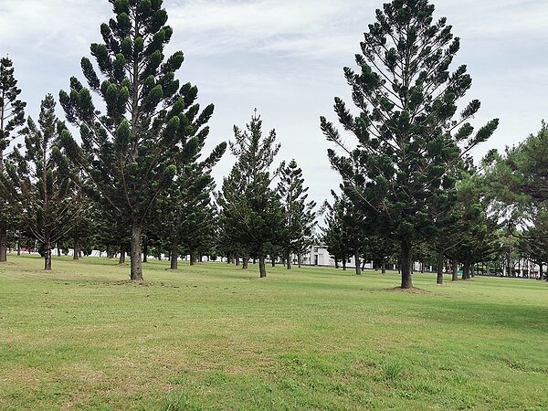 桃園市陸軍司令部前南洋杉大片綠地,將闢建綠杉林公園,提供軍民共融休閒綠地。記者曾增勳/攝影