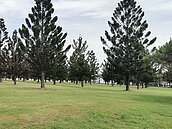 軍營釋地共享　龍潭綠杉林公園動工