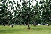 龍潭「綠杉林公園」預計112年完工　南洋杉打造都市綠洲