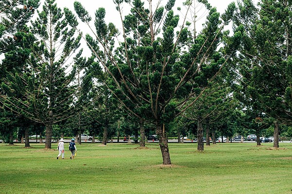 龍潭「綠杉林公園」預計112年5月完工。圖／桃園市政府提供