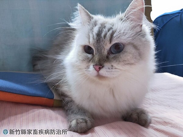 新竹縣政府家畜疾病防治所在今年4月查獲非法繁殖、棄養品種貓業者,第一波開放12隻布偶貓及4隻英國短毛貓認養。圖/新竹縣政府提供