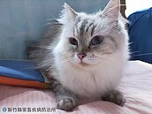 16隻布偶貓、英國短毛貓免費認養　住在「這三處」才能參與！