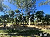 仁武營區整建　護樹團批森林浩劫