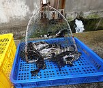 中小學午餐　砸6億吃4次石斑