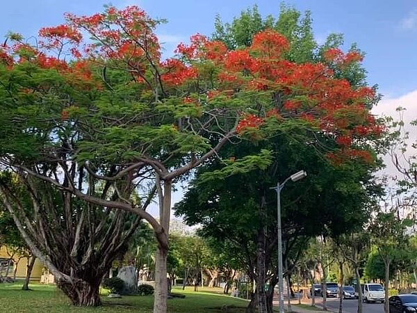 一年好景君須記，最是橙黃橘綠。圖／易小滿攝