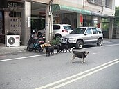狂犬病疫情日漸擴大　彰化爆出棄養潮