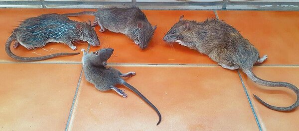 高雄三民區寶獅里克武路一帶有名獨居男子居住環境髒亂，導致「鼠滿為患」，有鄰居在家中擺放捕鼠籠，半年來竟捕獲多達148隻老鼠。圖／林昆明提供
