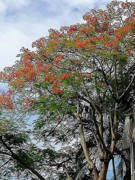 藏身巷弄的里辦公處，旁邊有鳳凰樹。易小滿攝