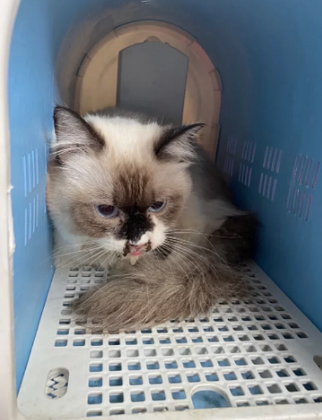 新竹縣市今年3月底驚傳多起品種貓「布偶貓」遭棄養,幾乎都感染貓瘟,這隻母貓已經病重身亡。圖/新竹市浪愛傳遞貓狗tnvr協會理事長邵柏森提供