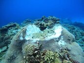 綠島珊瑚礁再遭破壞　縣府要求施工船停工