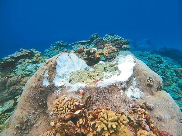 台東縣綠島石朗保護區珊瑚礁再遭港區施工船錨定纜繩破壞,縣府將開罰並要求船隻停運。圖/侯政廉提供