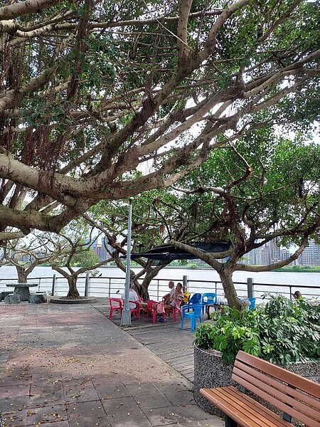 里民最愛在老榕樹下泡茶開槓。易小滿攝
