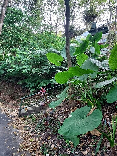 姑婆芋茂密，四季姿態如常。易小滿攝
