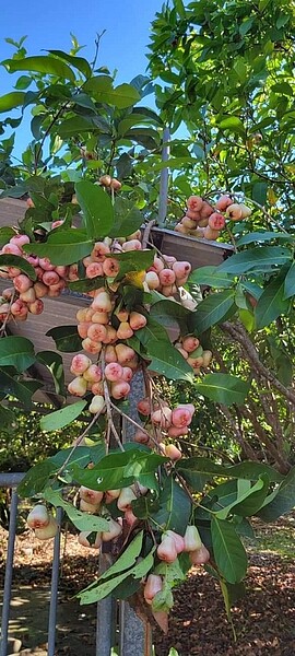 蓮霧在土中腐爛，清潔志工會去清理，不影響晨間健走。易小滿攝
