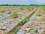 雲林補助可分解農地膜　無人申請