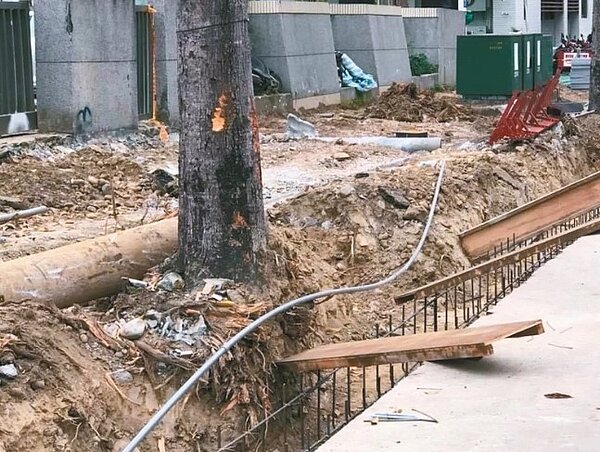 台灣護樹協會常務理事張美惠指出,台中市府近年施作人行道整修工程時,把樹根斬斷再鋪上水泥,讓樹木無法進行蒸散作用,容易助長褐根病。圖/張美惠提供