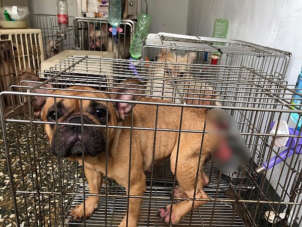 平鎮一處出租透天厝疑淪為非法養殖場,景象讓動保人員相當傻眼。圖/取自黃永欽臉書