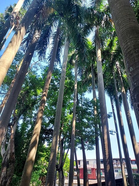 高大檳榔樹掩映半個公園。易小滿攝